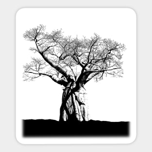 Baobab Sticker